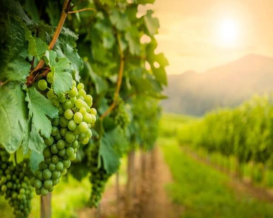 Vitigni bianchi francesi: i più importanti, le regioni vinicole e le denominazioni fondamentali