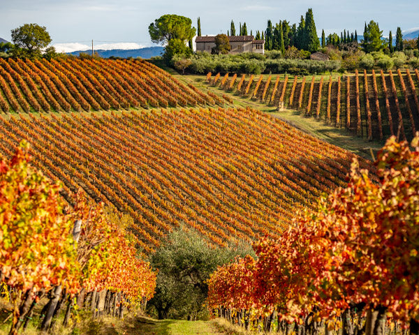 Vigne Umbria