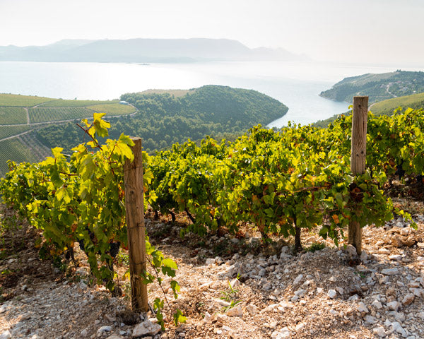 Vigneti sul mare
