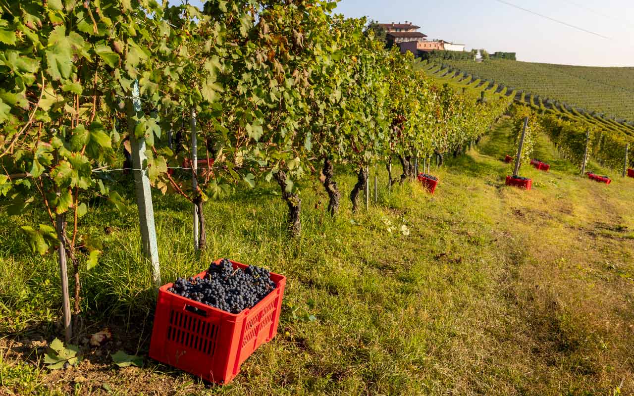 De hoofdrolspelers van Piemonte